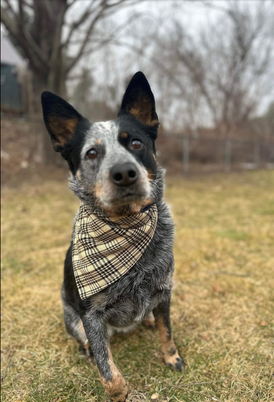 BAKER BUCKAROO BANDANA FOR DOGS